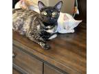 Adopt Lola a Tortoiseshell Domestic Shorthair / Mixed cat in Fresno