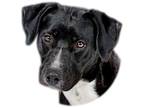 Adopt Layla a Black - with White Pit Bull Terrier / Mixed dog in Prescott