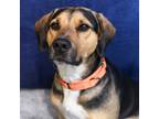 Adopt Ollie a Hound (Unknown Type) / Mixed dog in Gloversville, NY (38605238)