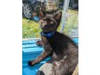 Adopt Grackle a Domestic Shorthair / Mixed (short coat) cat in Glenfield