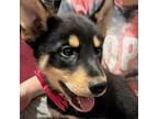 Adopt Lovey a Black German Shepherd Dog / Mixed dog in N Las Vegas
