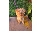 Adopt 52985849 a Red/Golden/Orange/Chestnut Border Terrier / Mixed dog in El