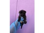 Adopt 52483375 a Black Border Terrier / Mixed dog in El Paso, TX (38740442)