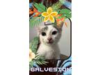 Adopt Galveston a White Domestic Shorthair / Domestic Shorthair / Mixed cat in