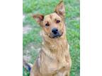 Adopt Paisley a Brown/Chocolate Shepherd (Unknown Type) / Mixed dog in Anderson