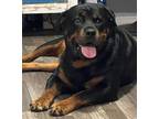 Adopt Cyrus and Freya a Black - with Tan, Yellow or Fawn Rottweiler / Mixed dog