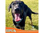 Adopt Suzie Hotrod a Black Coonhound / Mixed dog in Enid, OK (38727519)