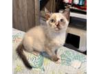 Adopt Checkers a Siamese cat in Honolulu, HI (38728452)