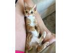 Adopt Collin a Orange or Red Tabby Domestic Shorthair (short coat) cat in