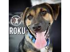Adopt Roku Song a Black Labrador Retriever dog in Twin Falls, ID (38311391)