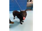 Adopt Sadie a Black German Shepherd Dog / Mixed dog in Newport News