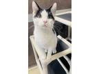 Adopt Bruno a White Domestic Shorthair / Domestic Shorthair / Mixed cat in