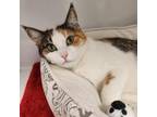 Adopt Nia a Calico or Dilute Calico Domestic Shorthair / Mixed cat in Las