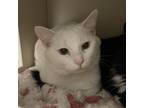 Adopt Chance a White Domestic Mediumhair / Mixed cat in Chattanooga