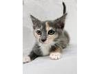 Adopt Jean a Calico or Dilute Calico Calico (short coat) cat in Greensboro