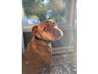 Adopt Russell a Red/Golden/Orange/Chestnut - with White Pit Bull Terrier / Mixed