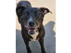 Adopt Sue a Black Labrador Retriever / Mixed dog in Broken Arrow, OK (38560705)