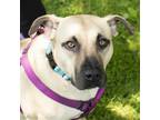 Adopt Teva a Tan/Yellow/Fawn Black Mouth Cur / Mixed dog in Middletown