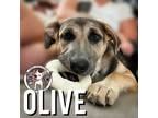 Adopt Olive "Ollie" Song a Gray/Blue/Silver/Salt & Pepper Labrador Retriever dog