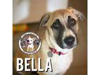 Adopt Bella Song a Tan/Yellow/Fawn - with Black Labrador Retriever dog in Twin