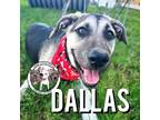 Adopt "Dallas" Song a Black Labrador Retriever dog in Twin Falls, ID (38311394)