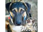 Adopt Pacson Song a Black Labrador Retriever dog in Twin Falls, ID (38311392)