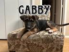 Adopt Gabby Song a Black Labrador Retriever dog in Twin Falls, ID (38311390)