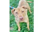 Adopt Lila a Red/Golden/Orange/Chestnut Terrier (Unknown Type