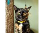 Adopt Rosalie a Tortoiseshell Domestic Shorthair / Mixed cat in Brimfield