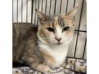 Adopt Versailles a Calico or Dilute Calico Domestic Shorthair / Mixed cat in