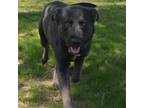 Adopt Norris 285 a Black Shepherd (Unknown Type) / Mixed dog in Jacksonville