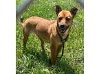 Adopt Maya - Adoptable a Terrier (Unknown Type, Small) / Mixed Breed (Medium) /