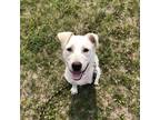 Adopt Shiloh a White - with Tan, Yellow or Fawn Labrador Retriever / Mixed Breed