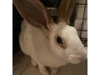Adopt Toast a Rex / Mixed rabbit in Jacksonville, FL (38574248)