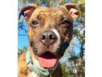 Adopt Buddy a Brindle - with White Boxer / Plott Hound / Mixed dog in Palm