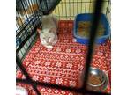 Adopt Conner a Orange or Red Siamese / Domestic Shorthair / Mixed cat in