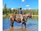 DIAMOND â 2017 GRADE Liver Chestnut Draft Cross Gelding!