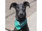 Adopt CECILE a Black Great Dane / Mixed Breed (Large) / Mixed dog in Pt.