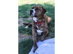Adopt Bartholomew a Brindle Mixed Breed (Medium) dog in Johnstown, PA (38669226)
