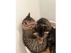 Adopt Dillon a Brown Tabby Domestic Shorthair (short coat) cat in Mississauga