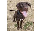 Adopt Bobby a Black Mixed Breed (Large) / Mixed dog in Friendship, WI (38668306)