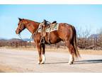 HR CHISOLM PEPTO â 2013 AQHA Sorrel Gelding x CGS Pepto x Hes A