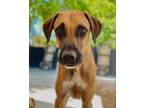 Adopt Xolo a Tan/Yellow/Fawn - with Black Boxer / Boxer / Mixed dog in Pointe