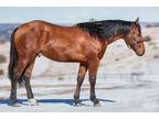 REYS TRAVELIN MAN â 2022 AQHA Bay Stallion x Travelin Jonez x Smart Chic