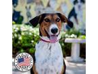 Adopt Dixie a Mixed Breed (Medium) / Mixed dog in St. Petersburg, FL (38658238)