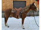 TAFFY â 2011 GRADE Quarter Horse Chestnut Mare! Go to www.Billingslivest