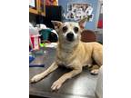 Adopt Nandi - IN FOSTER a Tan/Yellow/Fawn Mixed Breed (Small) / Mixed dog in