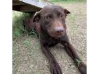Adopt Mindy a Brown/Chocolate Labrador Retriever / Mixed dog in Oceanside