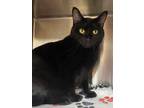 Adopt Floyd a All Black Domestic Shorthair / Domestic Shorthair / Mixed cat in