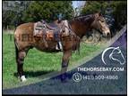 Meet Sampson Buckskin Percheron/Quarter X Gelding - Available on